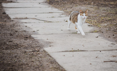Homeless cat , problem with animals