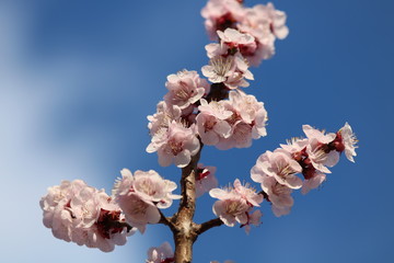 Apricot Tree Flowers On Blue Sky Spring