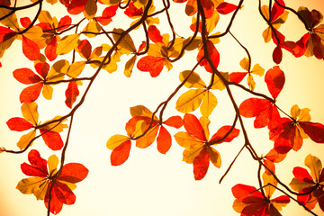 The leaves are changing colors in the heat of the day.