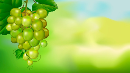 Beautiful bunch of grapes on a blurred green background. Advertising banner or label.