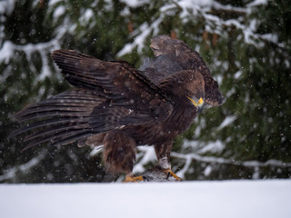 Golden eagle (Aquila chrysaetos) in the forest during snowfall rips pieces of meat from frozen racoon carcass. Golden eagle on snow.