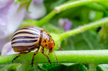 Colorado potato beetle crawling on the branches of potato