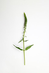 아름다운 봄 꽃들, 활짝핀 아름다운 꽃 ,꽃 오브젝트