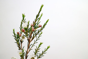 아름다운 봄 꽃들, 활짝핀 아름다운 꽃 ,꽃 오브젝트