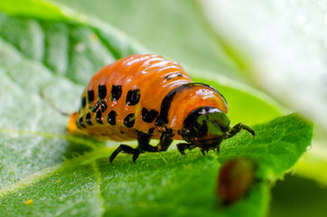Red larva of the Colorado potato beetle eats potato leaves