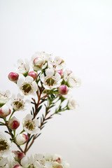 아름다운 봄 꽃들, 활짝핀 아름다운 꽃 ,꽃 오브젝트