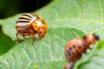 Colorado potato beetle eats green potato leaves