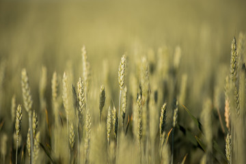 Green ears of wheat. Background wheat field