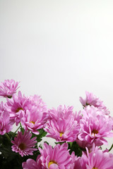 아름다운 봄 꽃들, 활짝핀 아름다운 꽃 ,꽃 오브젝트