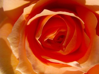 Beautiful orange rose in the sun close up