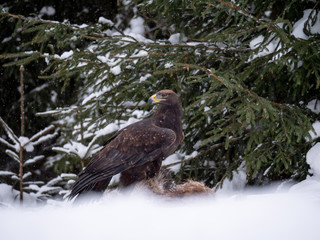 Golden eagle (Aquila chrysaetos) in the forest during snowfall rips pieces of meat from frozen racoon carcass. Golden eagle on snow.