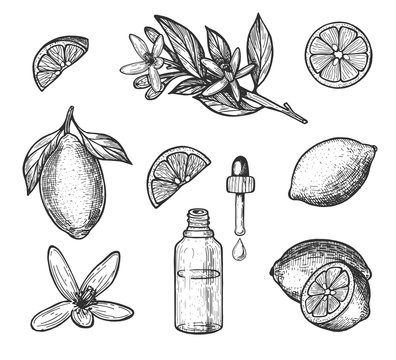 Lemon fruit. Lemon flower Branch. Freehand drawing. Sketch. Epps