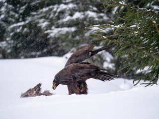 Golden eagle (Aquila chrysaetos) in the forest during snowfall rips pieces of meat from frozen racoon carcass. Golden eagle on snow.