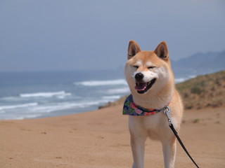 海をバックに　柴犬スマイル