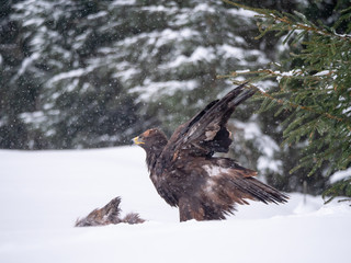 Golden eagle (Aquila chrysaetos) in the forest during snowfall rips pieces of meat from frozen racoon carcass. Golden eagle on snow.
