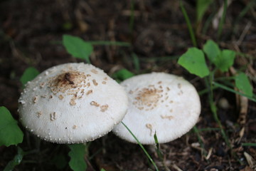 mushroom in forest