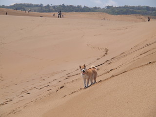 鳥取砂丘で柴犬スマイル