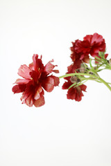 아름다운 봄 꽃들, 활짝핀 아름다운 꽃 ,꽃 오브젝트