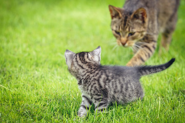 Small kitten with his mother on a green meadow