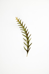 아름다운 봄 꽃들, 활짝핀 아름다운 꽃 ,꽃 오브젝트