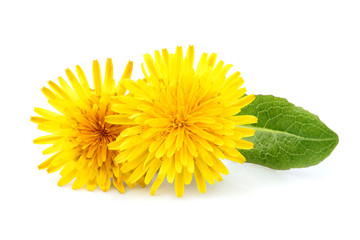 Dandelion officinale flower isolated.