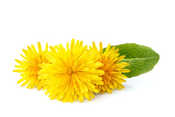 Dandelion officinale floweron.