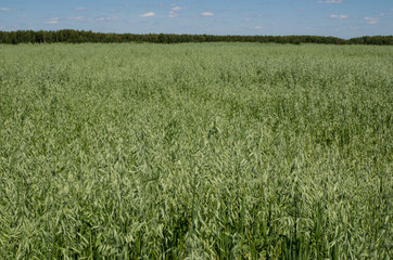 green wheat field
