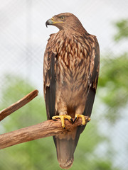 Steppe Eagle proudly sits on a branch. Aquila nipalensis