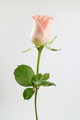 Obraz premium 아름다운 봄 꽃들, 활짝핀 아름다운 꽃 ,꽃 오브젝트