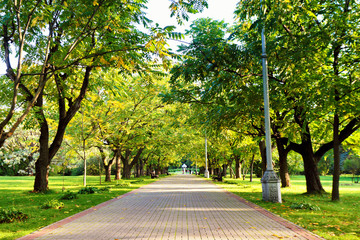 Autumn walkway in park. Juglans mandshurica alley. Sunny autumn day