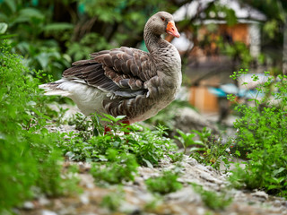 The wild greylag goose in the pond.