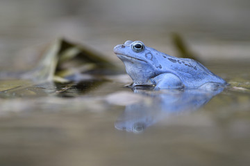Moor frog