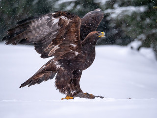 Golden eagle (Aquila chrysaetos) in the forest during snowfall rips pieces of meat from frozen racoon carcass. Golden eagle on snow.