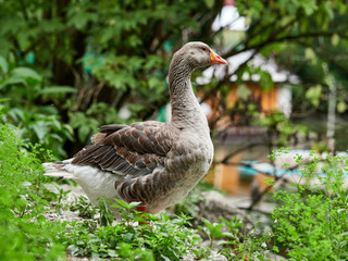 The wild greylag goose in the pond.