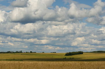 landscape with wheat field and blue sky