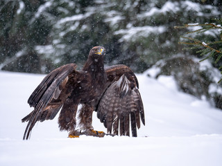Golden eagle (Aquila chrysaetos) in the forest during snowfall rips pieces of meat from frozen racoon carcass. Golden eagle on snow.