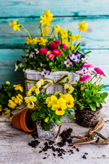 The first spring colorful flowers ready for planting.