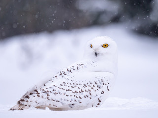 Snowy owl (Bubo scandiacus) on snowy ground. Snowy owl portrait. Snowy owl closeup photo.