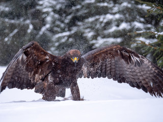 Golden eagle (Aquila chrysaetos) in the forest during snowfall rips pieces of meat from frozen racoon carcass. Golden eagle on snow.