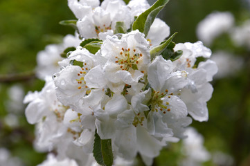 Blooming apple tree. After the rain. Macro