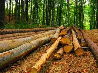 deforestation, felled logs and a old bulldozer in the forest