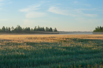 landscape with wheat field and blue sky