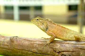 Gray chameleon on the tree