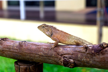 Gray chameleon on the tree