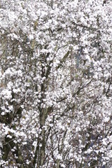 Weisse Kirschblüten auf  Baumzweigen