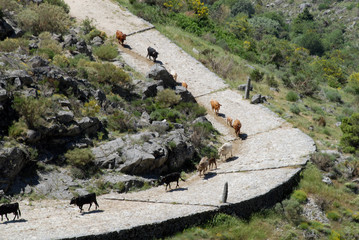 Trashumancia en la sierra de Gredos. Avila.España