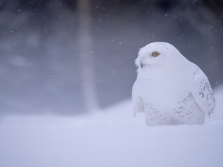 Snowy owl (Bubo scandiacus) on snowy ground. Snowy owl portrait. Snowy owl closeup photo.