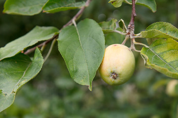 Green apple on the tree in summer day.