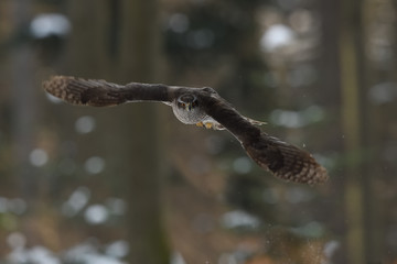 Northern goshawk flying