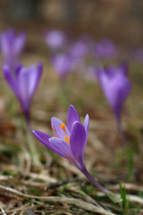 Purple Crocus Flowers In Spring